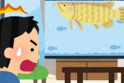 【画像あり】なんJ民さん、高級観賞魚「アロワナ」を飼い始める