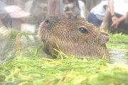 【各務原】 カピバラが「しょうぶ湯」楽しむ