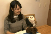 【画像】フクロウ、かわいい