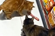 ソーセージ窃盗常習犯の猫に誘われて盗み出し作戦に参加したはずの友猫、まるで要領を得ず置いていかれてしまう