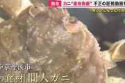 【偽装】京都ブランド「間人がに」業者・漁師・旅館・住民が連携して産地偽装