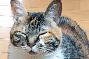 俺くん猫に腕を占領され起きれない