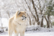 秋田犬は利口で強くてよい