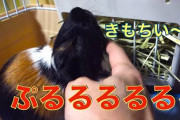 マッマ「モルモット飼うで」ワイ「なんやただのデカいハムスターやんけ」←コレｗｗｗｗｗ