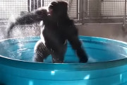 しぶきを上げながら小さなプールで激しく踊るゴリラが凄く楽しそう！
