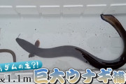 国内史上最大級の巨大ウナギをダム湖で捕獲