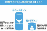 【悲報】　クジラさん、想像以上に魚を乱獲しまくってたｗｗｗｗｗｗｗｗｗｗｗ