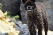 【画像】福島県でクマと野犬と馬のハイブリッドした生物が発見されるｗｗｗｗ