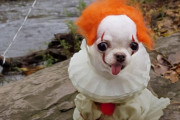 映画「IT」のペニーワイズのコスプレをした犬があまりにも出来すぎていたのでコラ職人頑張る