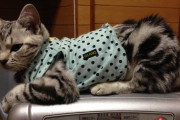 【ねこ画像】避妊手術後だったためダックス用の服を着せた、お気に入りの床暖房、りらっくす毛づくろいタイム
