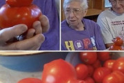 【朗報】明らかにニワトリのトマト、発見される お前らの想像の0.2倍くらいニワトリ
