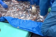 なにこれ可愛い。漁師が捕まえた謎の生き物の動画が600万再生。