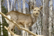 環境省「もう半分駆逐するしかない…」日本のシカの数、7年後2倍、何もしなければ35年後8800万頭へ