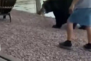 【動画】アメリカ人「ホームパーティにクマが参加してきたぜHAHAHA」