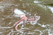 【日本海】新潟の海岸に「ダイオウイカ」が打ち上げられる…サケガシラも見つかり、深海生物の出現が相次いでいる模様