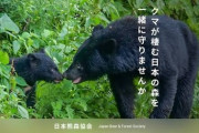 日本熊森協会「子熊殺すな」