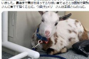 【立憲民主党】子ヤギを連れて遊説し動物好きアピール→当選したのでポイ→批判され撤回 「これからも一緒に暮らして参ります」