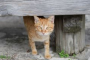 子猫ってどこに落ちてんだ？