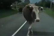 【動画】牛さん、歩き方がセクシーすぎる