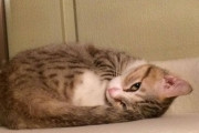 【ねこ画像】キャットタワーでごろごろ、蓋の上でおすわり ほか【再】