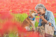 外国人「日本のお婆ちゃんと柴犬の写真集を見てたら心温まる気持ちになったよ！」