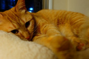 【画像】猫の寝顔を、自慢していくｗｗｗｗｗｗｗｗｗｗｗｗｗｗｗ
