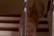 ネコが階段を下りてきた。手すりの隙間をショートカット♪ → ファッ！？…