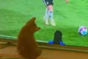 子猫がテレビを見ていた。サッカーの中継をしている。ボールが飛んだ → 毛玉、ゴールキーパーです…