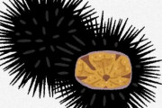 【悲報】うに、寿司で一番嫌われていた