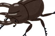 【超疑問】『カブトムシ』ってそんなにレアなの！？？？？？
