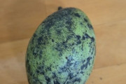 ポポーとかいう謎の果物貰ったんだがｗｗｗｗｗ