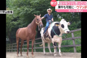 【悲報】 自分を完全に馬だと思い込んでいる牛くんが見つかる…
