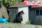 【悲報】「熊さんが可哀想だよ…うぇ～ん?」 秋田県に号泣しながらクレームする人が多発