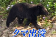 【岩手・岩泉町】クマに襲われたとみられる犬が死亡しているのを発見　傍らにはクマ