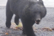 スーパーに侵入したクマ　捕獲も秋田市には駆除に「かわいそう」と抗議の電話が…被害増大も止まぬ“同情論”