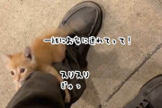 猫に選ばれしヒゲメンがここにも。職場近くで子猫にロックオンされ脚にしがみついて離れない