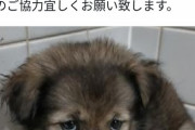 【悲報】「殺処分予定の犬」たちの表情、ヤバいｗｗｗｗｗ