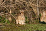 ウサギを襲うウイルス、米西部で相次ぐ感染　生態系脅かす恐れも