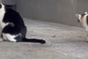 【動画】 ガチで足が5本ある猫が発見されネット騒然 「すごく邪魔そう・・」