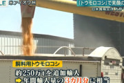 【バカッター】朝日新聞・吉岡桂子、飼料用トウモロコシを「食べたくない。食べたいときに食べる」とツイートしてツッコミ殺到