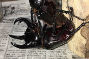 【画像】ワイのカブトムシ、えちな体位で交尾するｗｗｗｗｗｗｗｗｗｗｗｗｗ