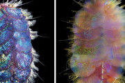 【なにこれ綺麗】虹色に光る新種の深海ワームが発見される　米仏研究（画像あり）