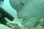 13.4万イイネ。ダイバーに貝をもらう巨大魚がキモカワイイｗｗｗ