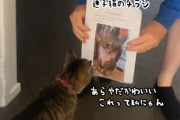 どこかで見たことある猫が家に来た。なんと「迷子猫」の張り紙の子だった！