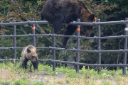 【北海道】ヒグマ捕獲数すでに1300頭超！過去最多