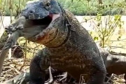 【悲報】コモドドラゴンさん、猿先生を捕食してしまうｗｗｗｗｗｗｗｗｗｗｗｗｗｗ