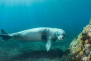 世界で最も希少な地中海アザラシ、かつての監獄島で生き残る