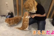 ヒカキン「今日は猫と遊ぶンゴw」←1000万再生ワイ「今日はお母さんと遊ぶンゴ！」
