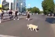 【イヌ】 バイク乗りが赤信号で止まると犬がやってきた。シグナルＧＰだワン！ → 犬、バイクと競争です…