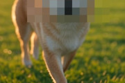 【柴犬の豆知識】柴ドリル←衝撃的な事実が判明